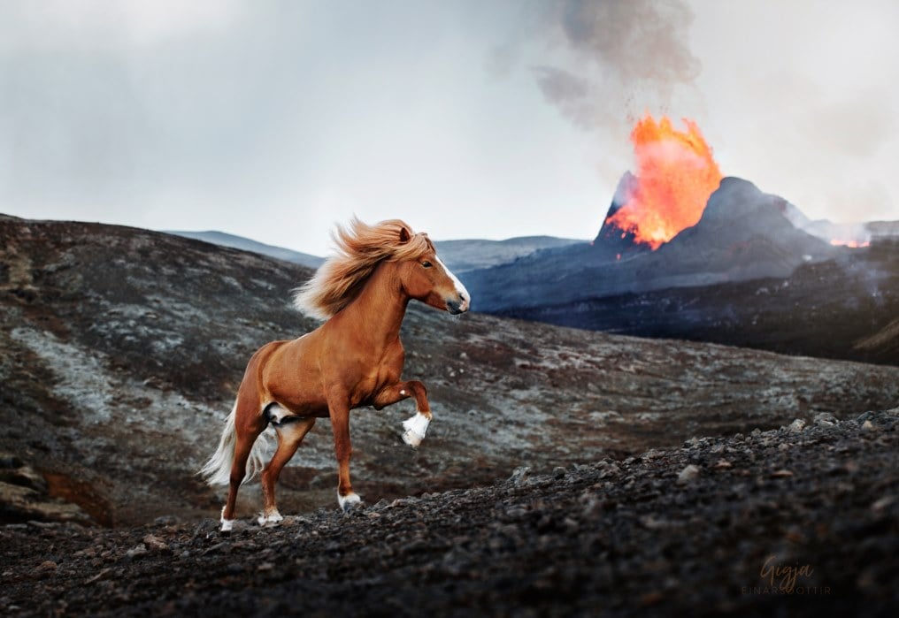 Icelandic horse near the volcanic eruption in the Reykjanes peninsula in Iceland. Photographer/G­gja D. Einarsdttir