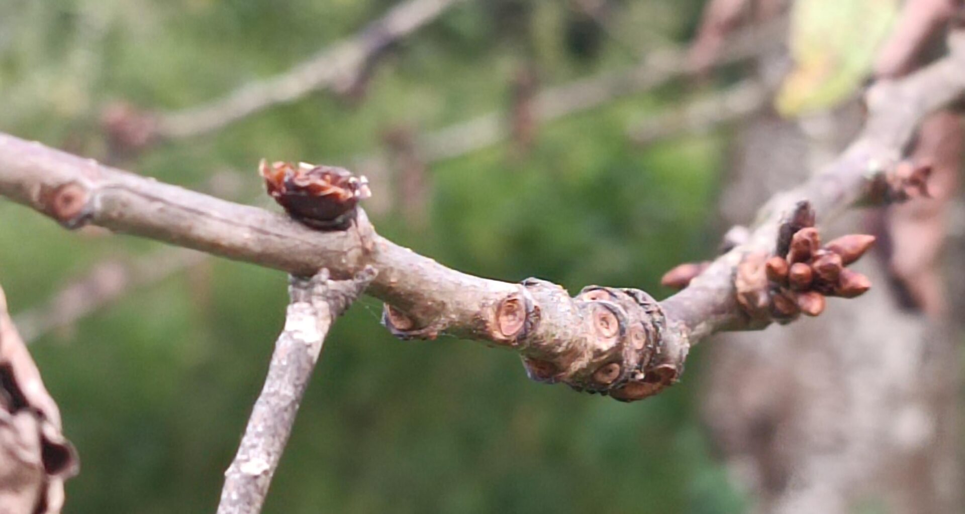 Rätsel: Finde das Tier