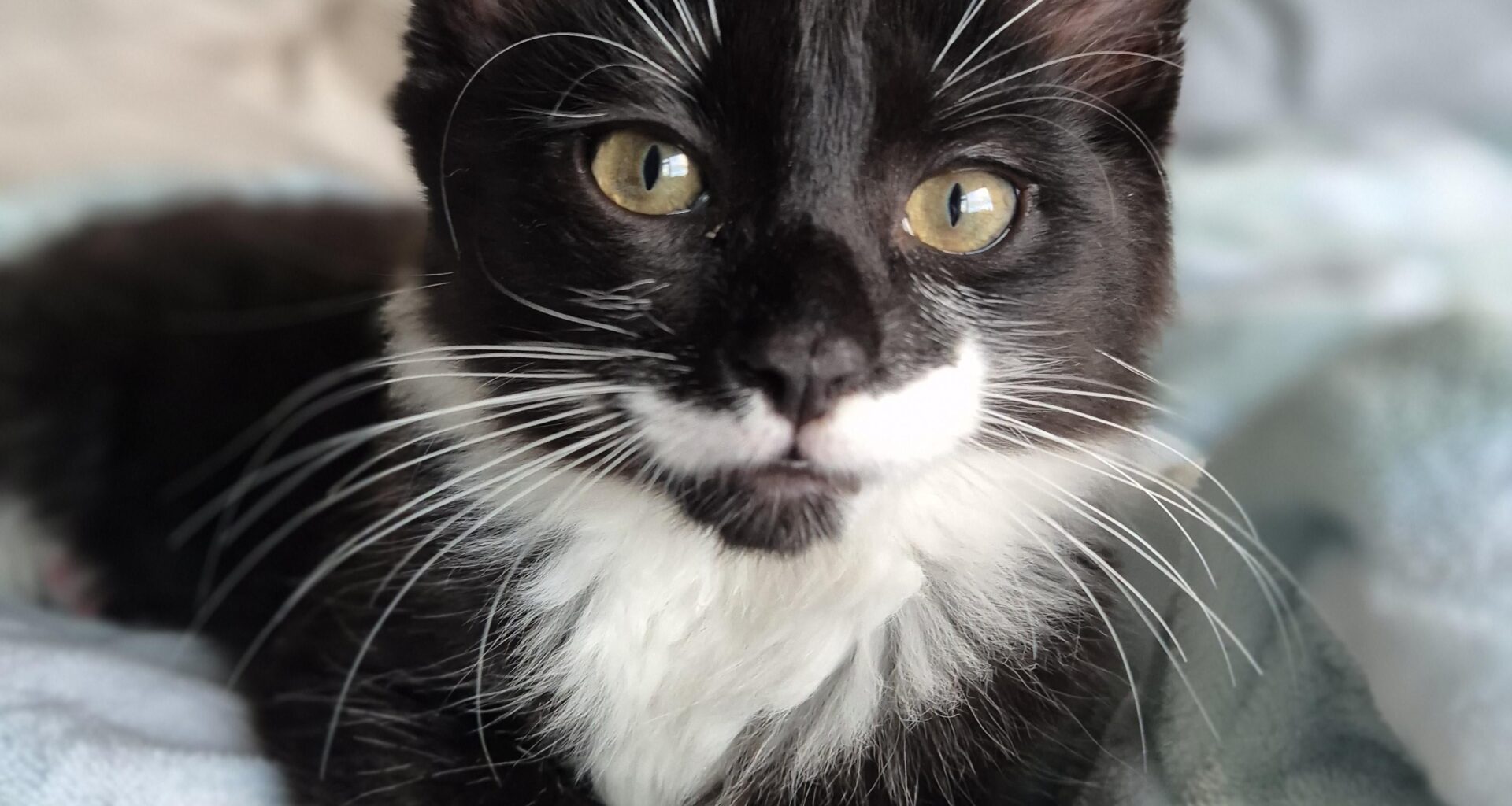 Meet Bernardo, aka Bernie, named after the Portuguese magician