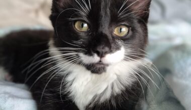 Meet Bernardo, aka Bernie, named after the Portuguese magician
