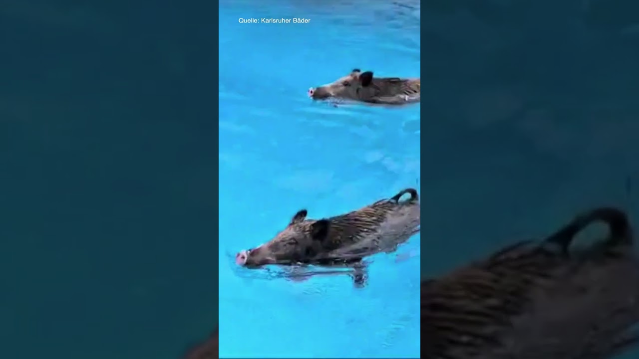 KARLSRUHE: Freibad-Mitarbeiter überrascht! Hitzewelle treibt Wildschweine ins Wellenbad! | #shorts