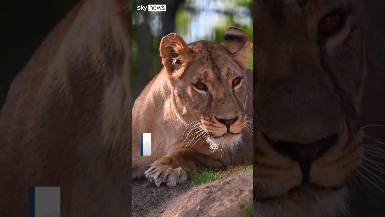 Ukrainian lioness who survived war brought to UK