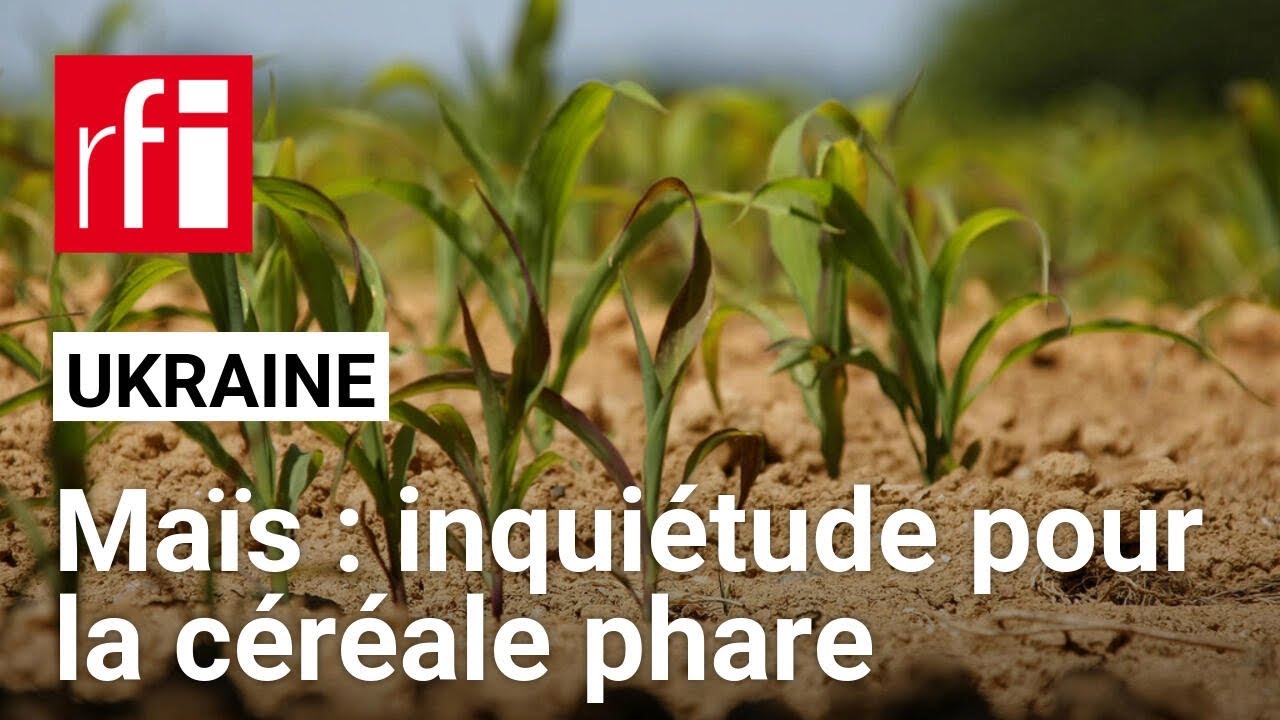 Ukraine : inquiétude pour le maïs, céréale phare du pays • RFI