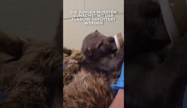 KALIFORNIEN: Wilde Rückkehr! Verstoßene Koyoten gerettet – jetzt wieder in Freiheit! | WELT #shorts