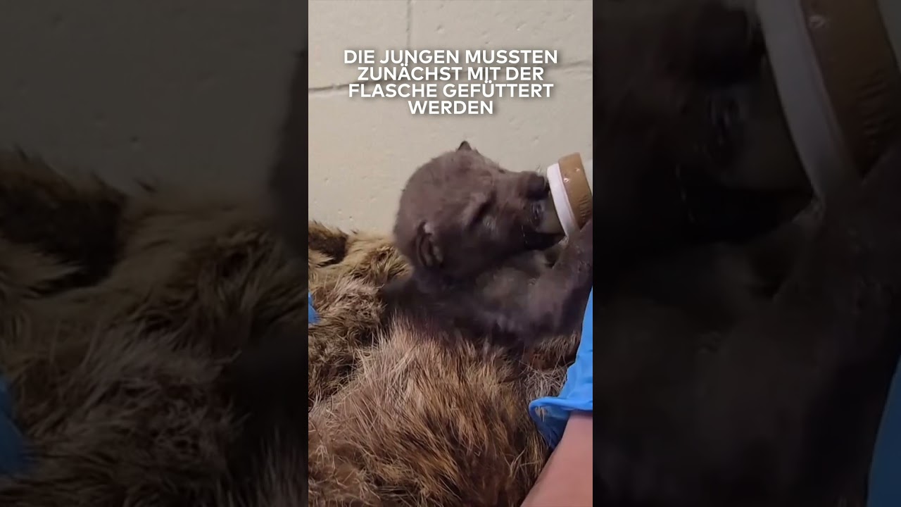 KALIFORNIEN: Wilde Rückkehr! Verstoßene Koyoten gerettet – jetzt wieder in Freiheit! | WELT #shorts