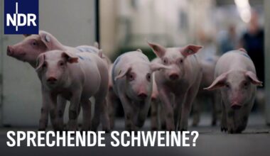 Jetzt reden Schweine: So geht es ihnen in unterschiedlichen Haltungsformen | NDR Doku