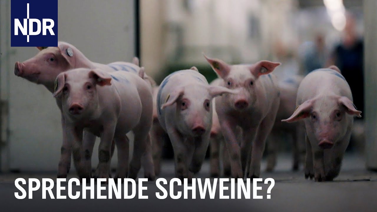 Jetzt reden Schweine: So geht es ihnen in unterschiedlichen Haltungsformen | NDR Doku