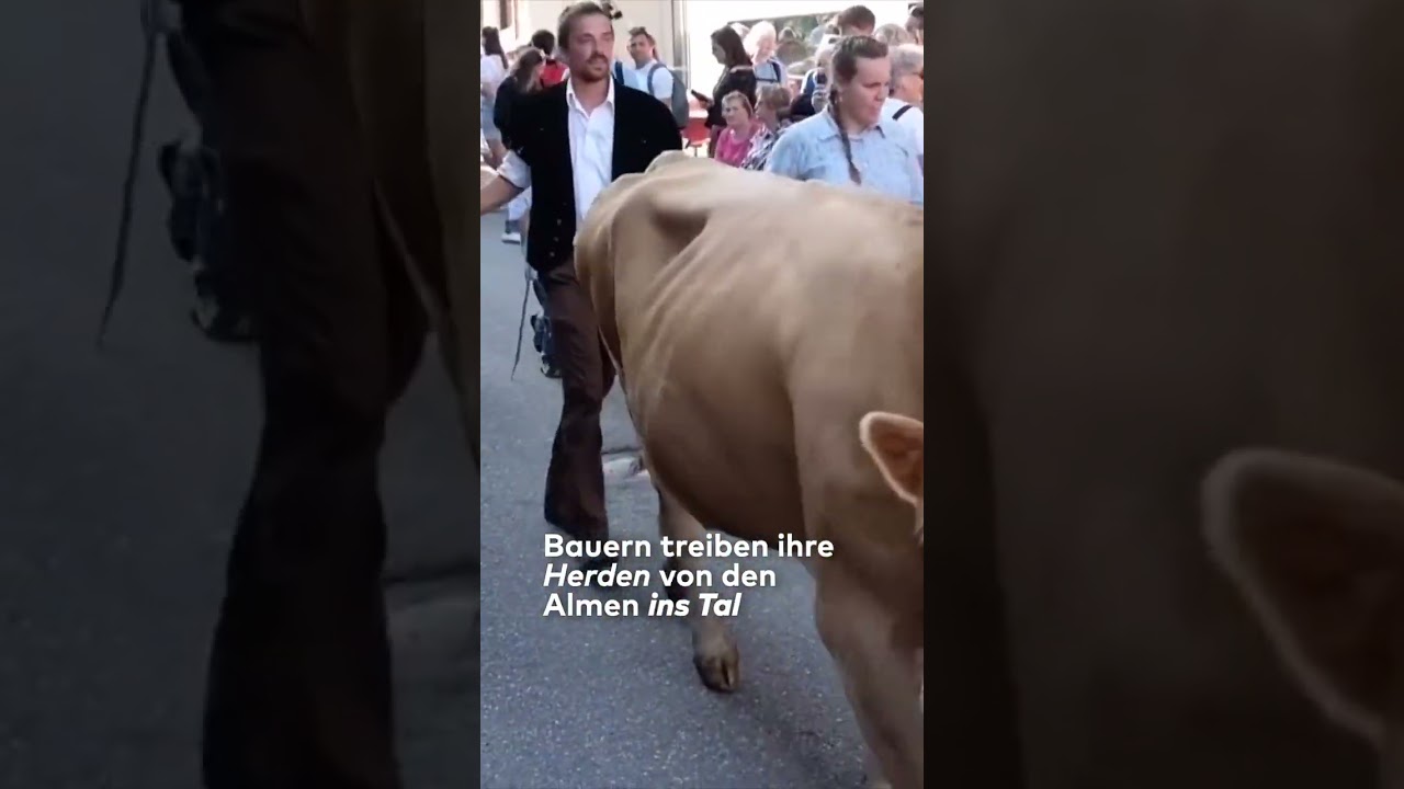 GSTAAD: Kuh-Festival! - Bunte Züglete lockt Besucher in die Schweizer Alpen! I#welt #shorts