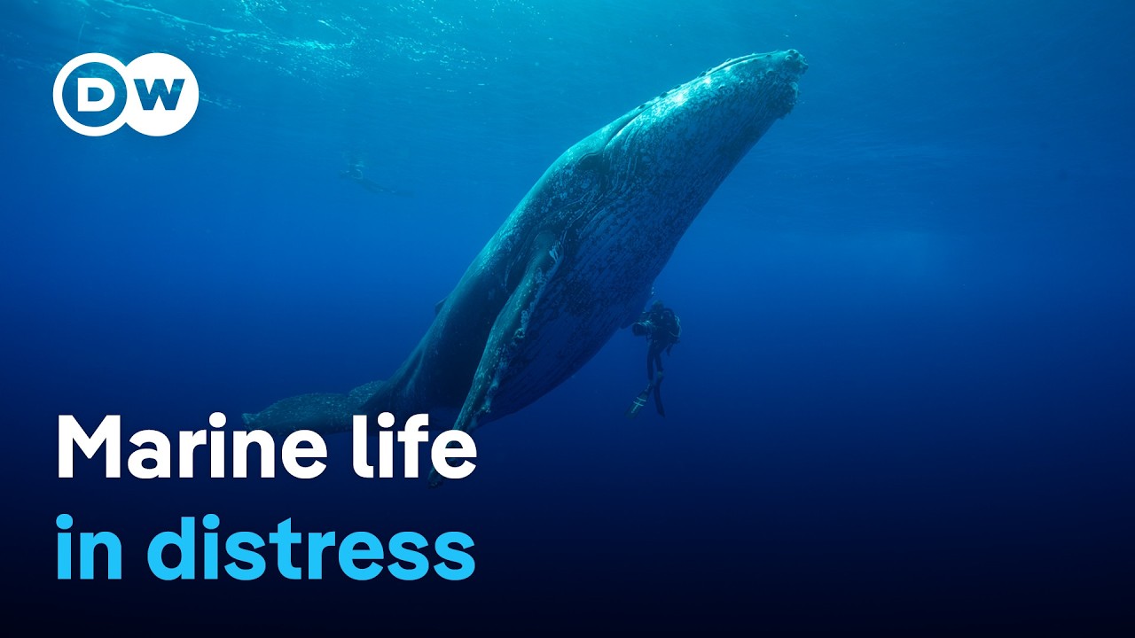 Of whales and turtles - How can we save the creatures of the sea? | DW Documentary