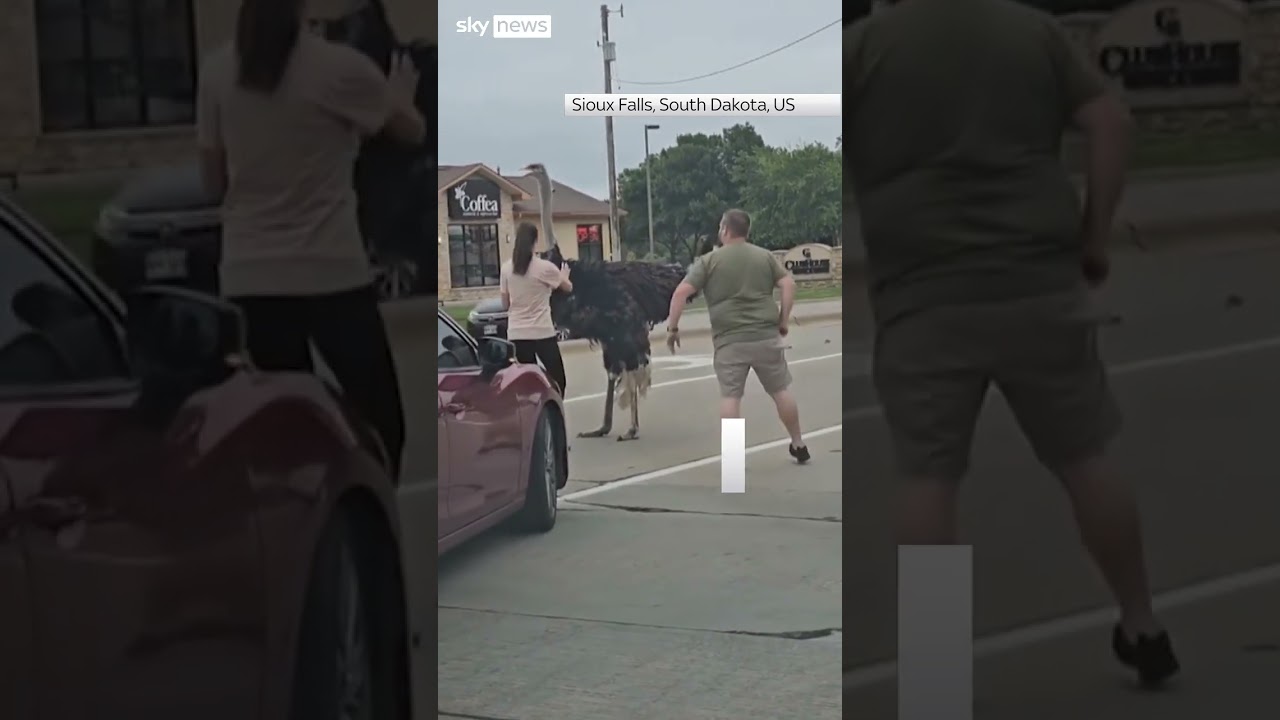 Escaped ostrich holds up traffic in South Dakota
