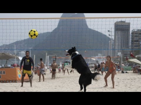 No Comment. Floki, un border collie, star du footvolley