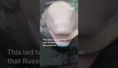 Suspected Russian 'spy whale' Hvaldimir found dead off the Norwegian coast | DW News