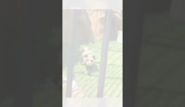 Zoo slammed after visitors realise ‘pandas’ are just painted dogs