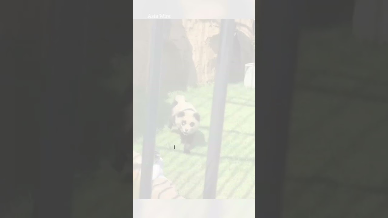 Zoo slammed after visitors realise ‘pandas’ are just painted dogs