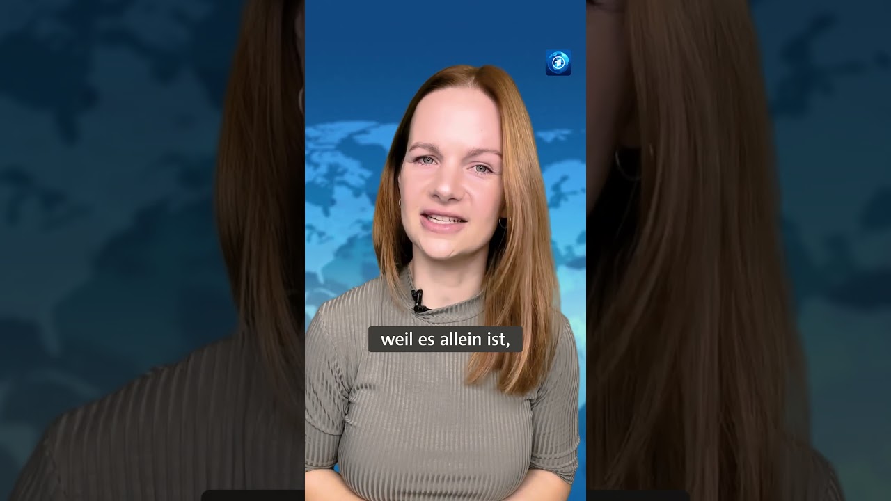 Eine KI kann die Sprache von Schweinen übersetzen #KI #schweine #tagesschau