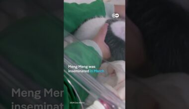 Just two baby pandas in Berlin | DW News