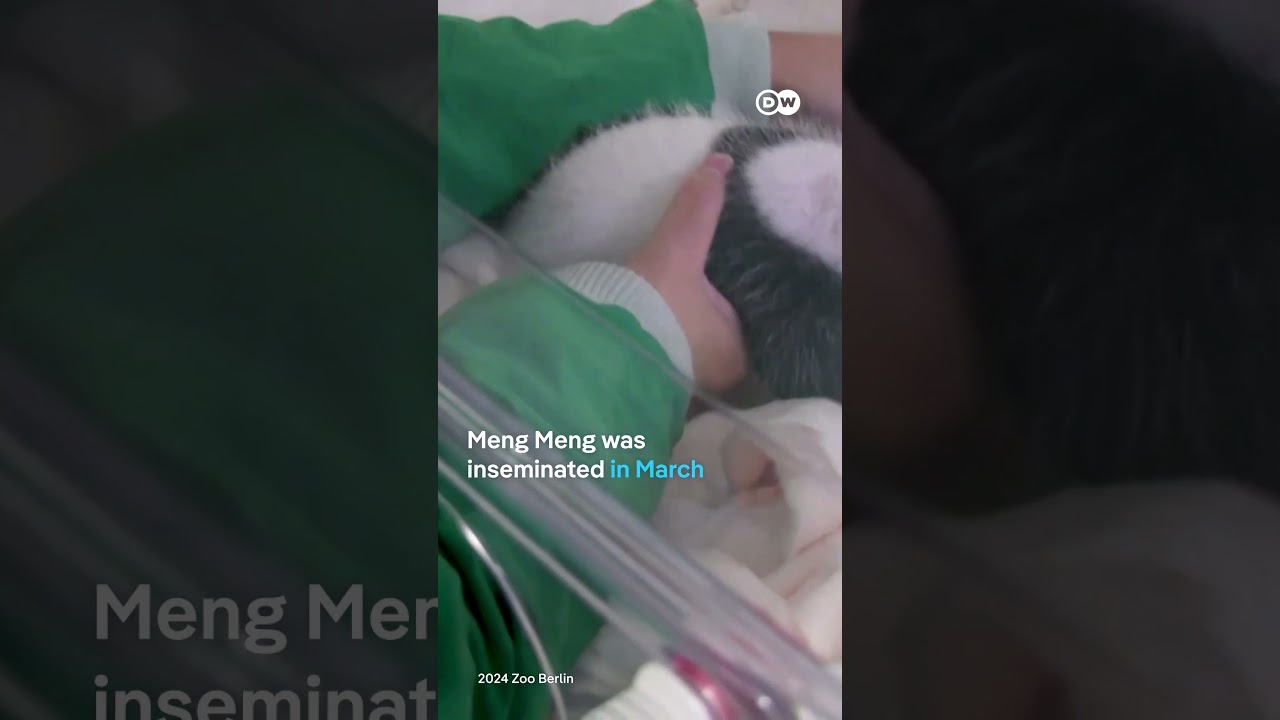 Just two baby pandas in Berlin | DW News