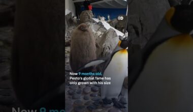 At 9 months, baby king penguin 'Pesto' is twice the size of his parents | DW News