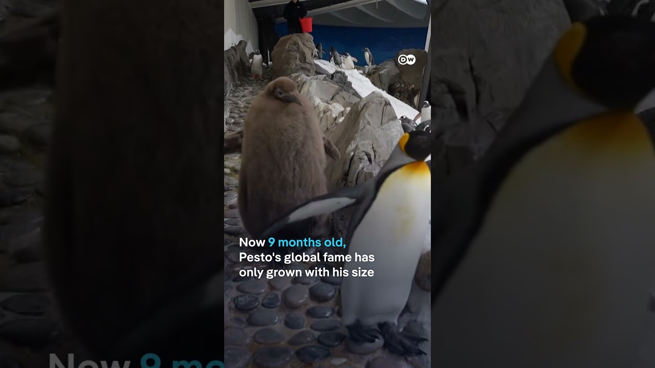 At 9 months, baby king penguin 'Pesto' is twice the size of his parents | DW News
