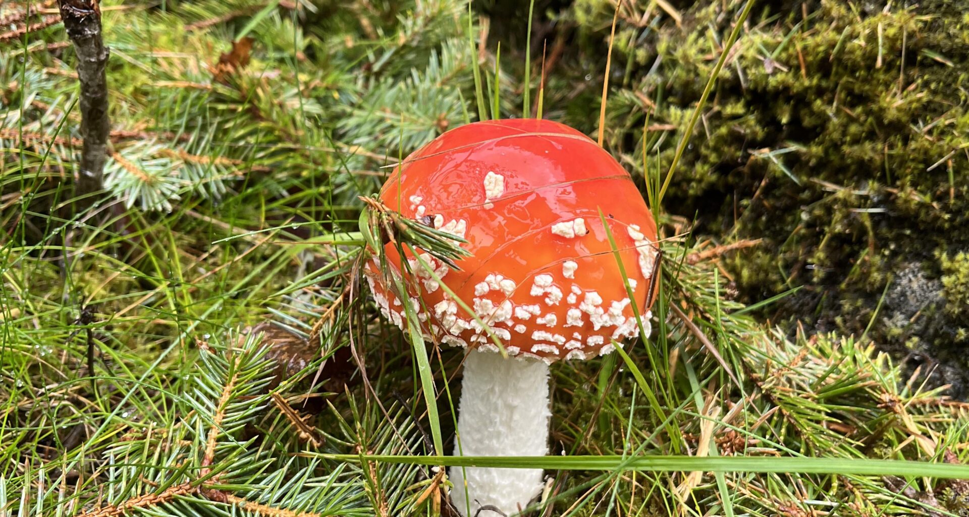 Fly Agaric at Lofotr Viking Museum