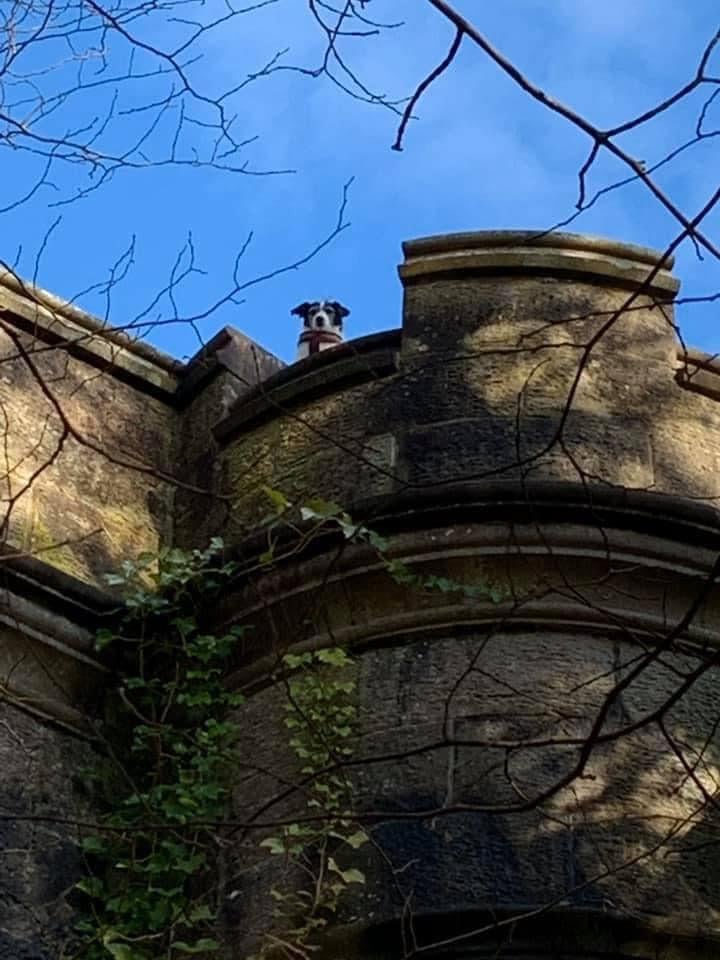 Overtoun ghost dog enticing other dogs to jump off