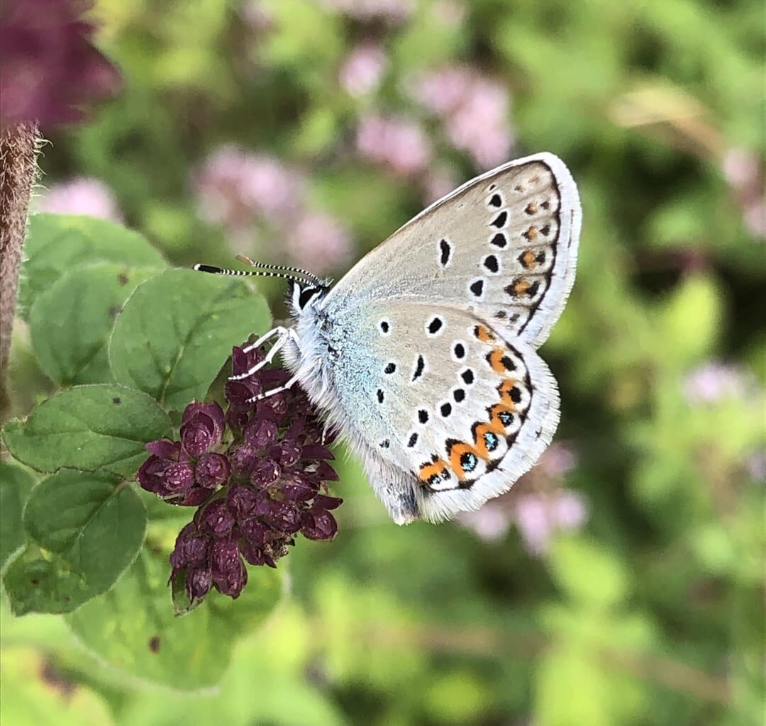 Ein paar süße Kerlchen die ich diesen Sommer getroffen habe (Bayern)
