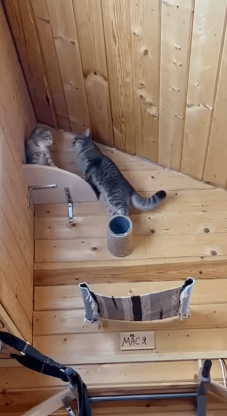 How would cats fare in Olympic Sport Climbing