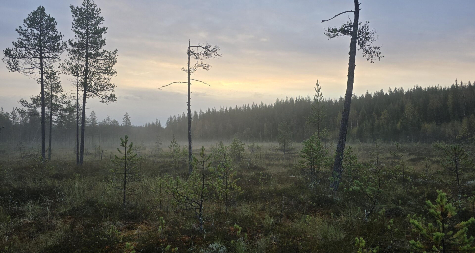 Godmorgon från en myr djupt inne i de lappländska skogarna
