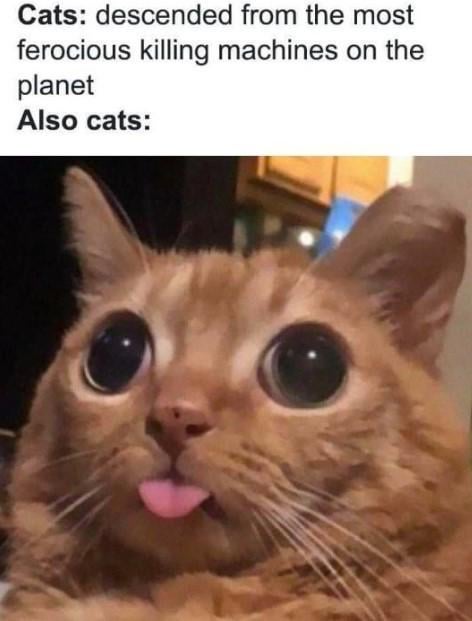 MEOW