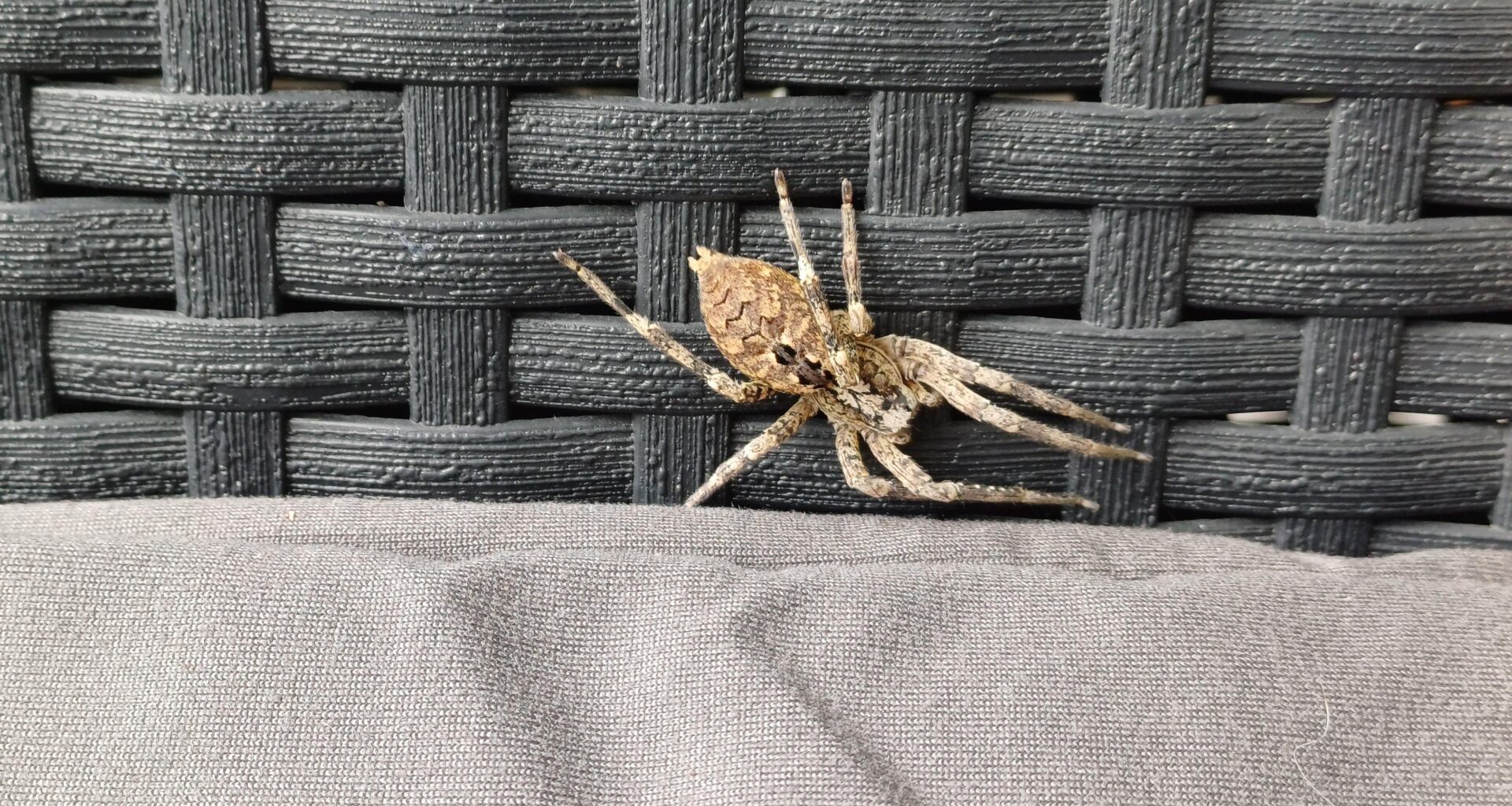 Was ist das für eine Spinne? Noch nie gesehen und viele im Garten...