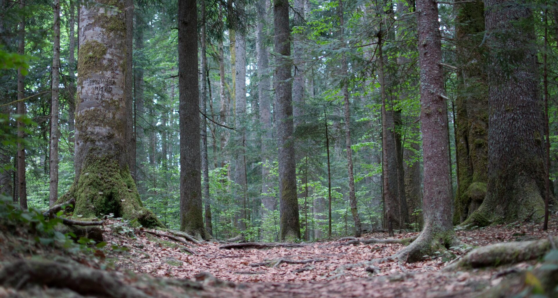 Tara, Konjska Reka, Serbia
