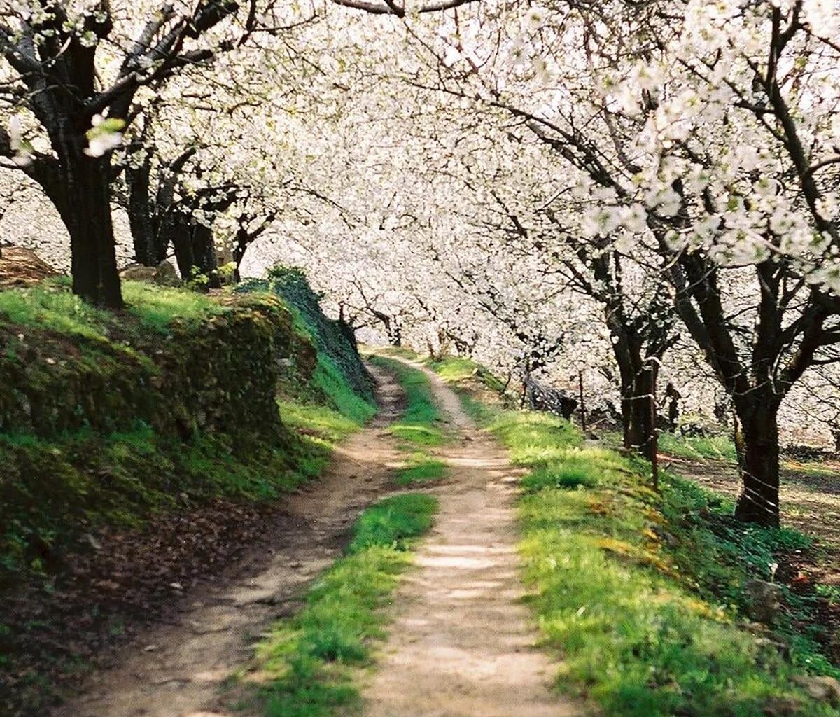 Dar un paseo por el Valle del Jerte…