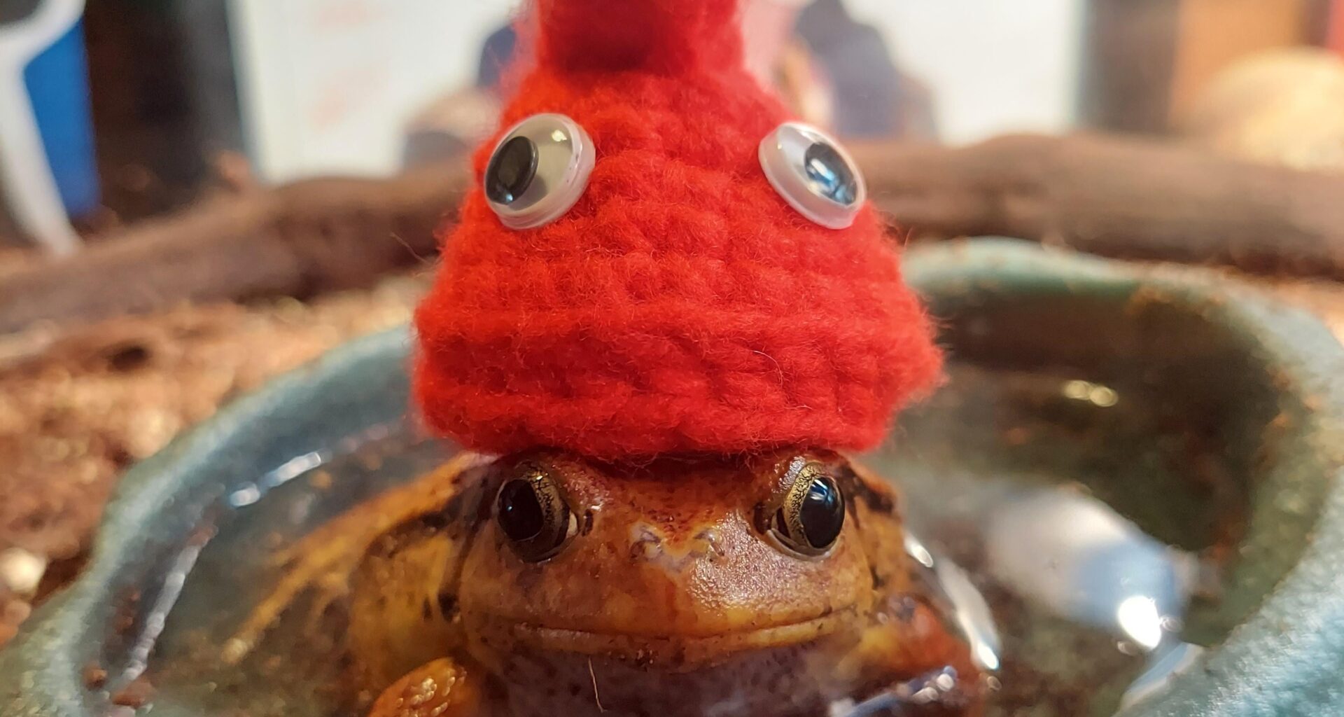 A tribute to La Phryge: My frog in a Phryge. Au revoir, Paris. Thank you for the best games yet!