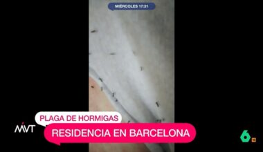 Plaga de hormigas en las habitaciones de una residencia en Barcelona: "Esto es espantoso"