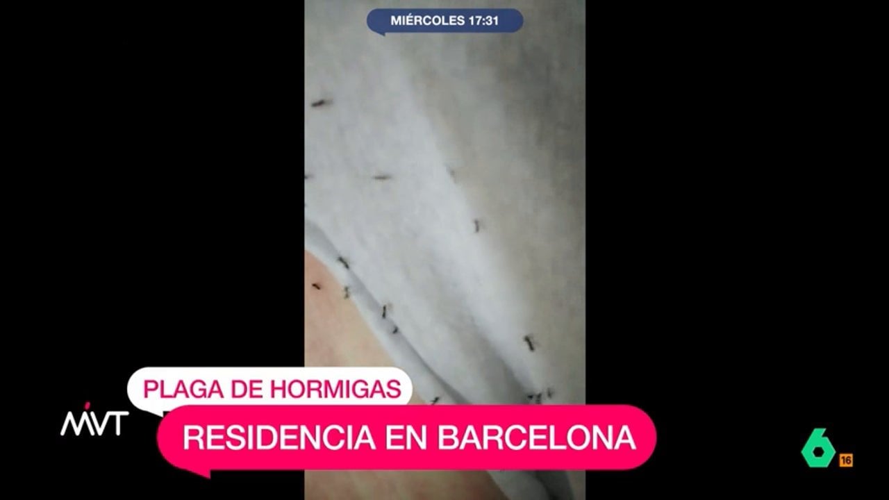 Plaga de hormigas en las habitaciones de una residencia en Barcelona: "Esto es espantoso"