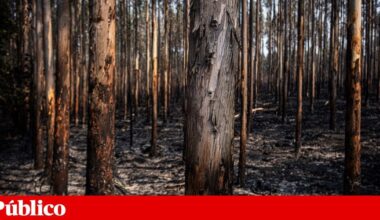 Liga homenageia bombeiros e converte cada golo em 200 árvores | Incêndios | PÚBLICO