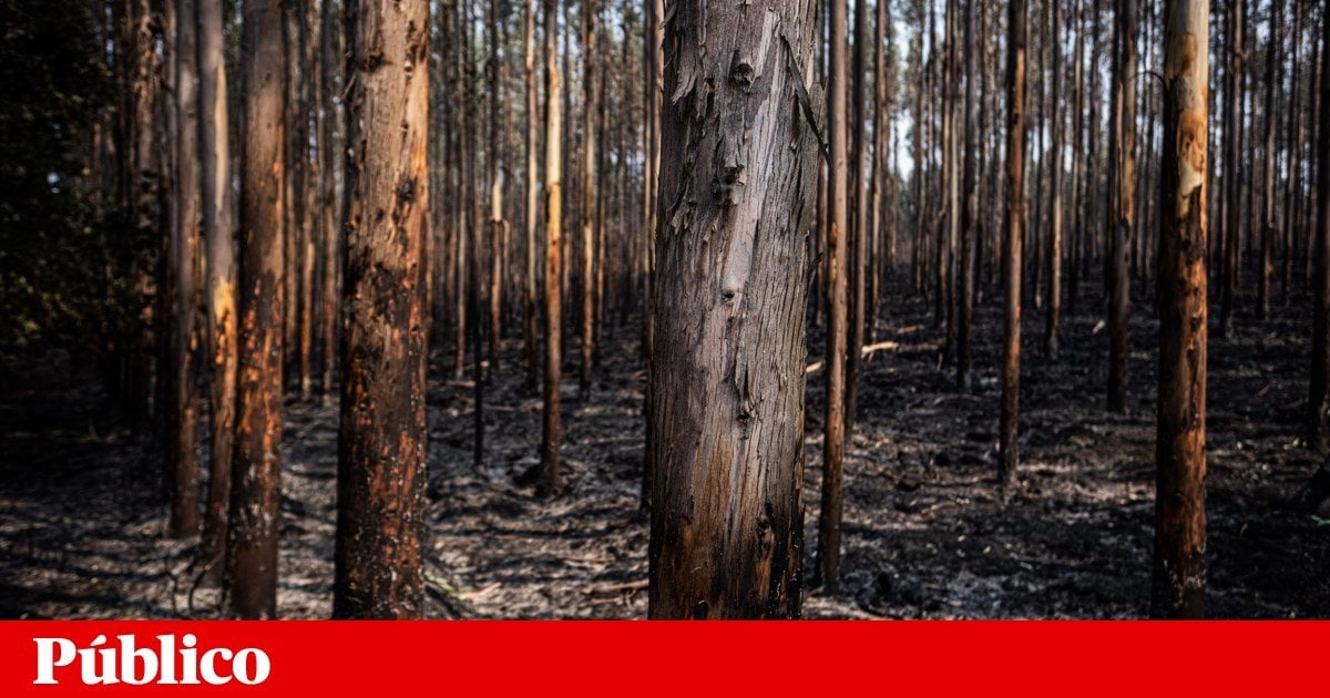 Liga homenageia bombeiros e converte cada golo em 200 árvores | Incêndios | PÚBLICO