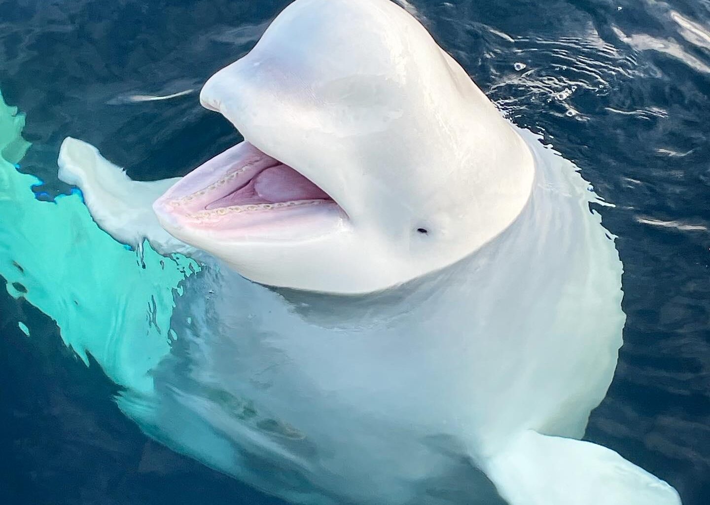 RIP Sweet Russian spy