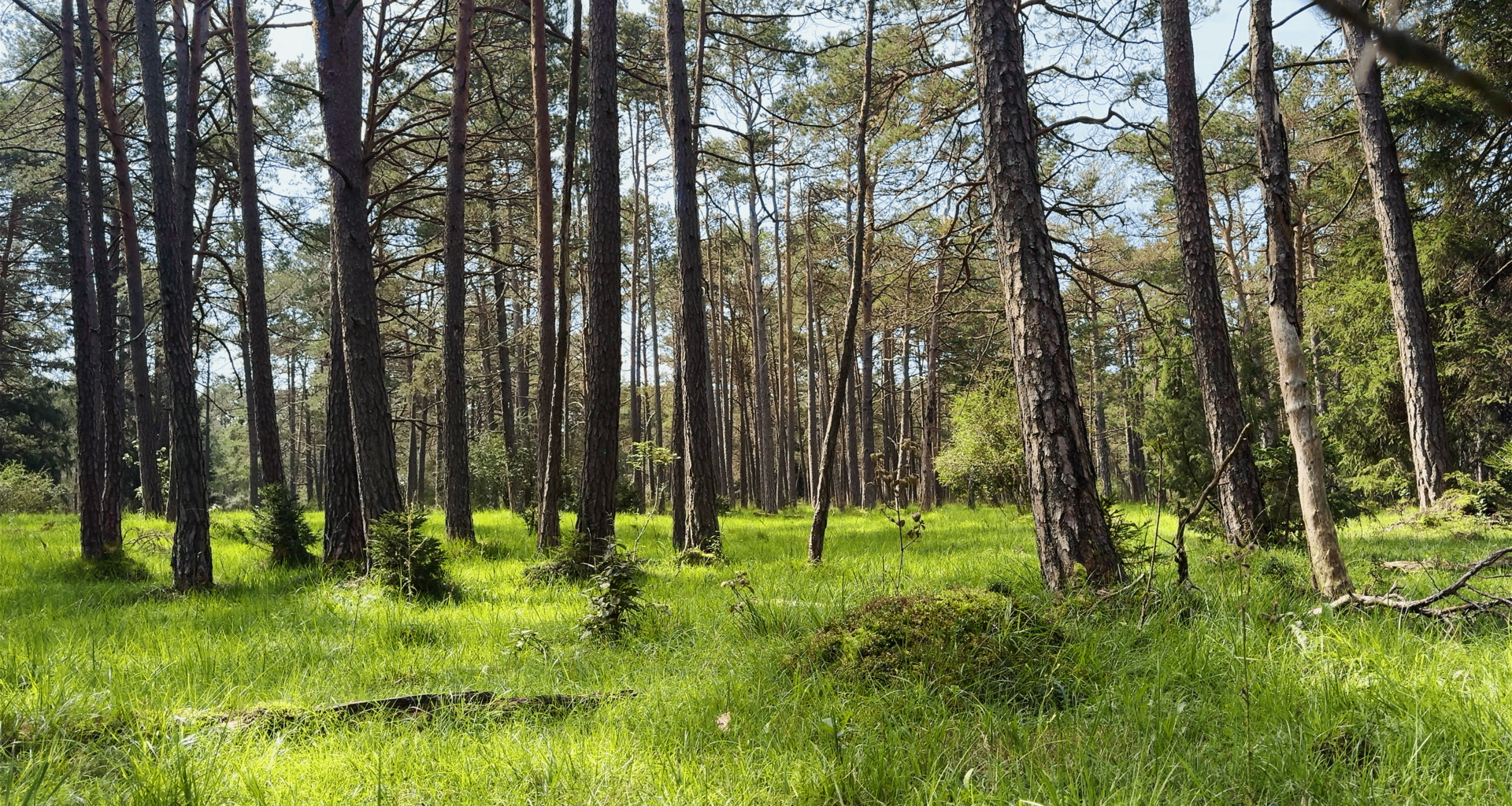 Riparian forests near Munich (Germany) this summer. 🌿 An idyllic natural ambient that invites for relaxing strolls midst Bavaria's serene countryside. Who's interested in a glimpse of this scenery, can visit theses woods virtually with a video at my profile and dive in the peaceful atmosphere. 🌲