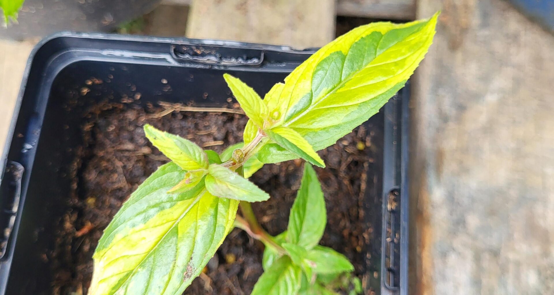 Panaschiertes Weidenröschen (gefunden im Topf einer Douglasie)