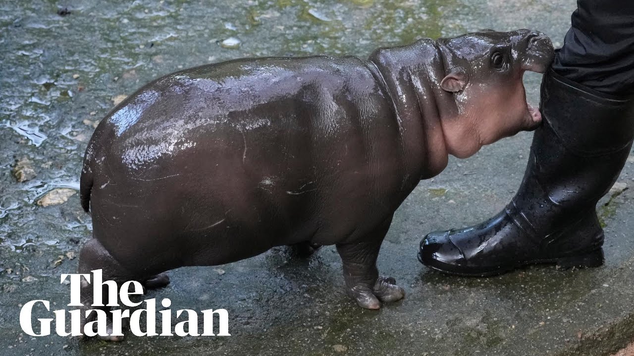 Thai zoo moves to patent image of viral baby hippo Moo Deng