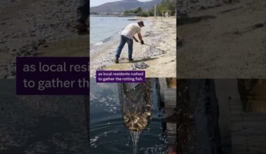 Dead fish 'blanket' at Greek port