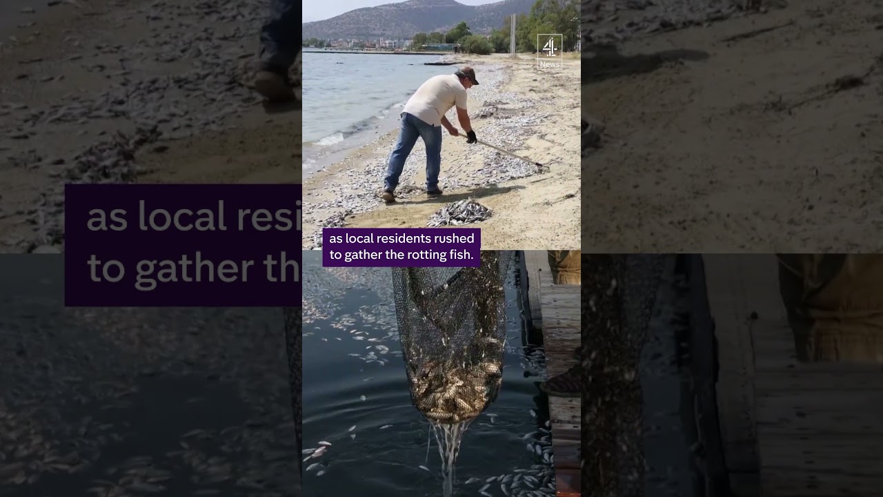 Dead fish 'blanket' at Greek port