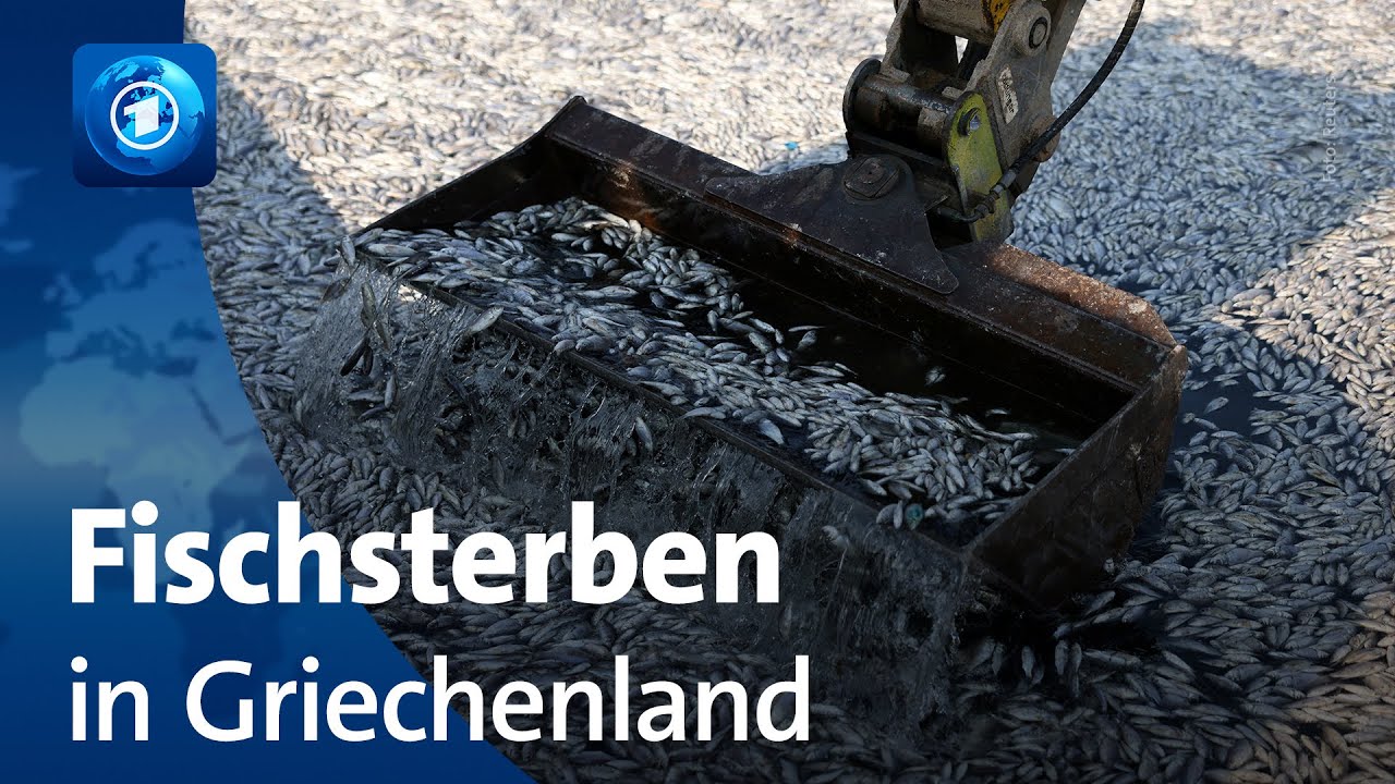 Griechische Hafenstadt ruft wegen toter Fische Notstand aus