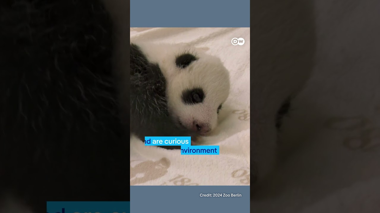 Panda twins open their eyes at Berlin Zoo | DW News