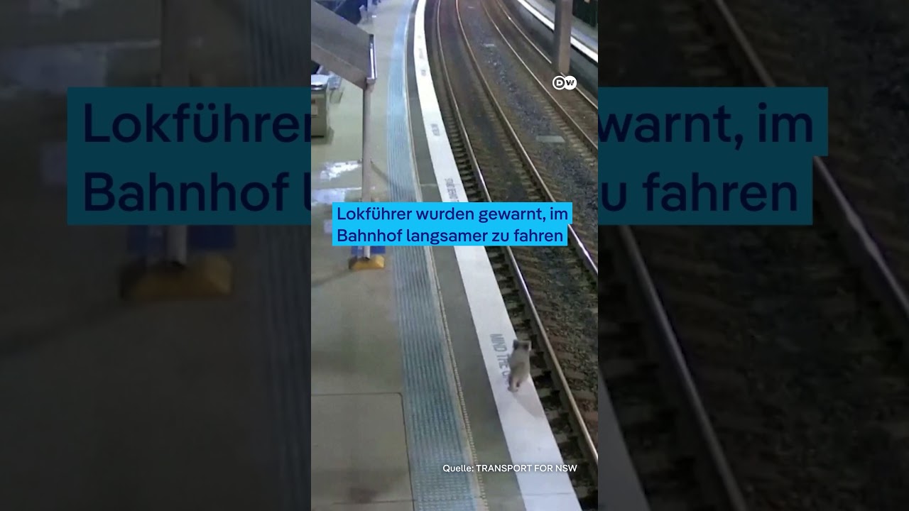 Koala erkundet Bahnhof in Sydney | DW Nachrichten