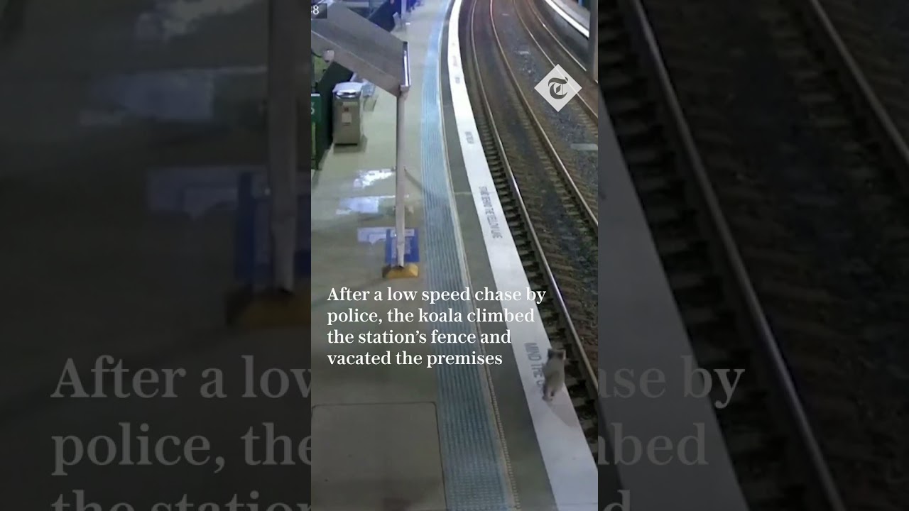 Koala's train station adventure derailed by police