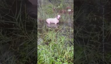 Policía rescata a un perro que su dueño dejó atado antes de la llegada del huracán Milton.