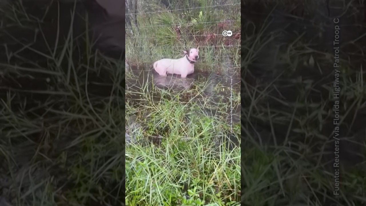 Policía rescata a un perro que su dueño dejó atado antes de la llegada del huracán Milton.