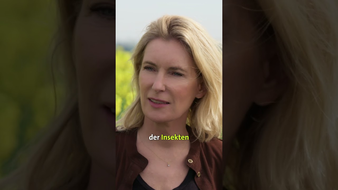 Das Ende der Insekten? Maria Furtwängler auf Spurensuche #doku #ard #insektenschutz